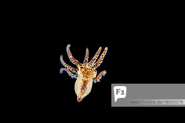 Diese Tageskrakenlarve (Octopus cyanea) ist nur einen Zentimeter groß und wurde im offenen Meer fotografiert. Diese Art ist auch als großer blauer Oktopus bekannt. Er kommt sowohl im Pazifik als auch im Indischen Ozean vor  von Hawaii bis zur Ostküste Afrikas; Hawaii  Vereinigte Staaten von Amerika