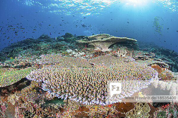 Tischkorallen zusammen mit Schwärmen von Anthias und verschiedenen Rifffischen dominieren diese Unterwasserszene  Crystal Bay  Nusa Penida  Insel Bali  Indonesien im Pazifischen Ozean; Nusa Penida  Bali  Indonesien
