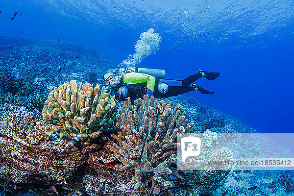 Scuba diver in the Pacific Ocean with stands of antler coral and Hawaiian domino damselfish (Dascyllus albisella)  endemic to Hawaii; Hawaii  United States of America