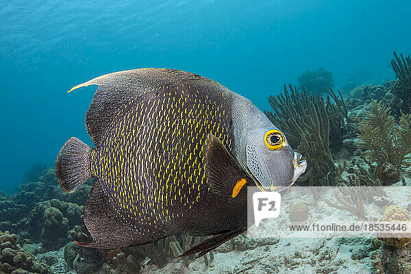 Porträt eines Französischen Kaiserfisches (Pomacanthus paru); Bonaire  Karibik Niederlande