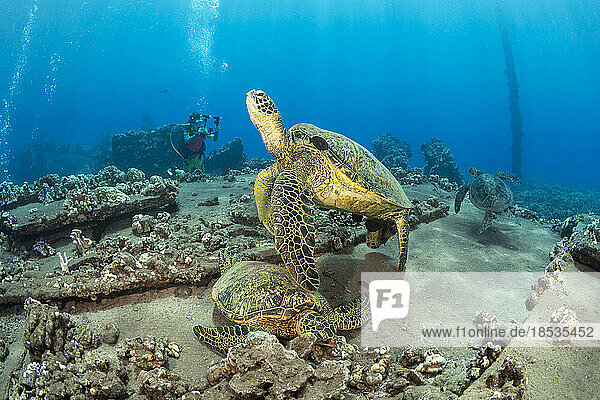 Grüne Meeresschildkröten (Chelonia mydas) und ein Taucher mit einer Kamera über den Überresten von Mala Wharf  Maui  Hawaii  USA; Maui  Hawaii  Vereinigte Staaten von Amerika