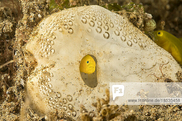 Diese winzige Gelbe Korallengrundel (Gobiodon okinawae) hat den Test oder das Skelett eines Herzseeigels für ein Zuhause ausgewählt; Philippinen