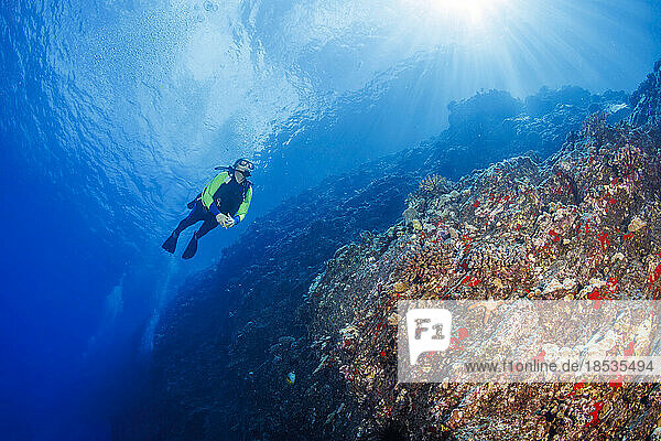 Diver on Backwall of Molokini Marine Preserve  Hawaii  USA; Maui  Hawaii  United States of America