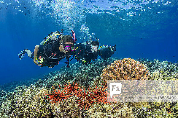 Slate pencil sea urchins (Heterocentrotus mammillatus) color the foreground of this Hawaiian reef scene with three divers at Molokini Marine Preserve off the island of Maui  Hawaii  USA; Maui  Hawaii  United States of America