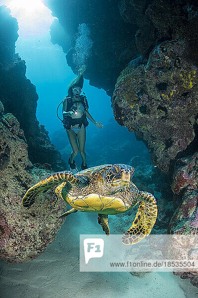 Diver and Green sea turtle (Chelonia mydas) in a crevice at Yap Cavern’s off the very south end of the island of Yap  Micronesia; Yap  Federated States of Micronesia