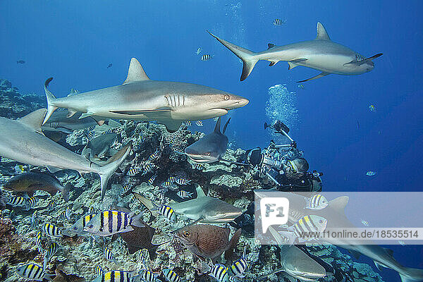Unterwasserfotograf umgeben von Schwarzspitzenhaien (Carcharhinus melanopterus) und Grauen Riffhaien (Carcharhinus amblyrhynchos) vor der Insel Yap  Mikronesien; Yap  Föderierte Staaten von Mikronesien
