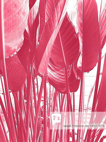 Frühling floral tropischen Hintergrund. Stilisierte Foto schattiert in hellen hellblauen Farbe der wachsenden Anthurium Blätter vor weißem Hintergrund  Weichzeichner