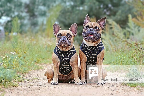 Zwei ähnlich aussehende braune französische Bulldoggen sitzen nebeneinander und tragen passende elegante schwarze Hundegeschirre
