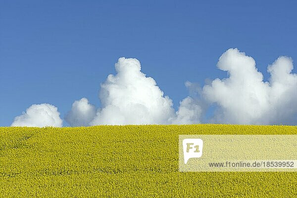 Blühendes Rapsfeld (Brassica napus) auf einem Hügel  dahinter Quellwolken  Bayern  Deutschland  Europa