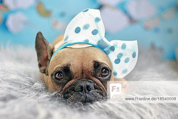 Cute fawn Französisch Bulldog Hund mit großen Band auf dem Kopf liegen auf Fell Decke vor unscharfen blauen Hintergrund