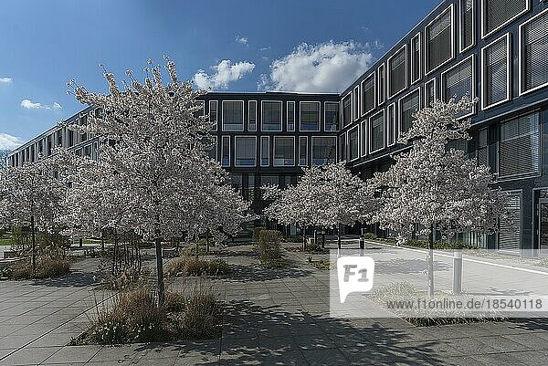 Blossoming cherry (Prunus) trees in front of an office building  Nuremberg  Middle Franconia  Bavaria  Germany  Europe