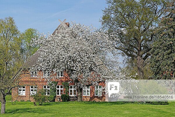 Altes Haus mit Reetdach  blühene Obstbäume  Frühling  Elbe  Elberadweg  Brandenburg  Deutschland  Europa