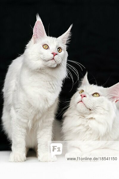 Porträt von zwei Maine Shag Cats. Schöne Studioaufnahme auf schwarzem und weißem Hintergrund. Eine weiße Farbe inländischen Coon Cat sitzt  andere Katze - liegend