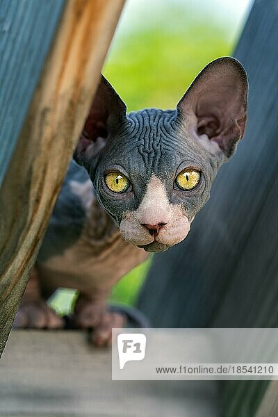 Bezaubernde junge Sphynx-Katze schaut neugierig in die Kamera auf dem hohen hölzernen Spielplatz des Zwingers im Freien an einem Sommertag. Selektiver Fokus. Natürlicher unscharfer grüner Hintergrund. Teilansicht