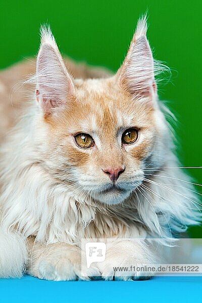 Rot getigerte Maine Coon Katze schaut in die Kamera. Porträt der hübschen Maine Shag liegend auf hellblauem und grünem Hintergrund. Vorderansicht  Studioaufnahme