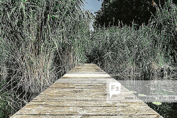 Steg oder Holzsteg am See  umgeben von Schilf an einem sonnigen Tag
