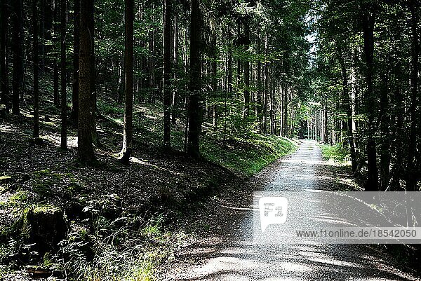 Leerer Weg oder Straße durch dunklen dichten Wald an einem Sommertag