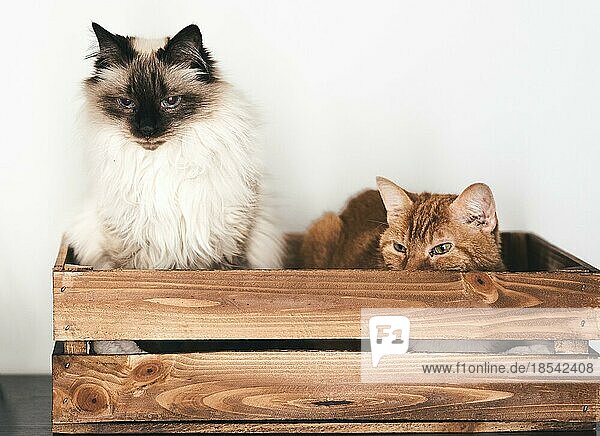 Vorderansicht von zwei Hauskatzen  die sich in einer Holzkiste vor einer weißen Wand ausruhen