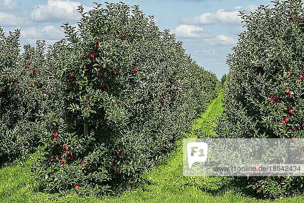 Apfelbäume mit reifen Früchten im Obstgarten an einem sonnigen Tag
