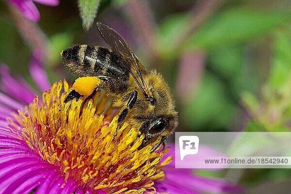 Nahaufnahme einer Biene  die Nektar auf einer Blüte sammelt