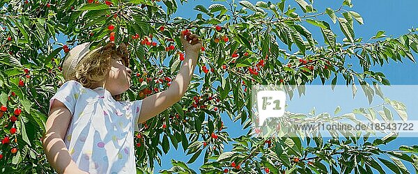 Kind pflückt Kirschen im Panoramaformat. Child picks cherries  panoramic format