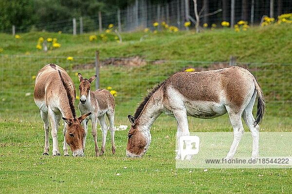 Przewalski-Pferd (Equus ferus przewalskii) mit ihrem Fohlen