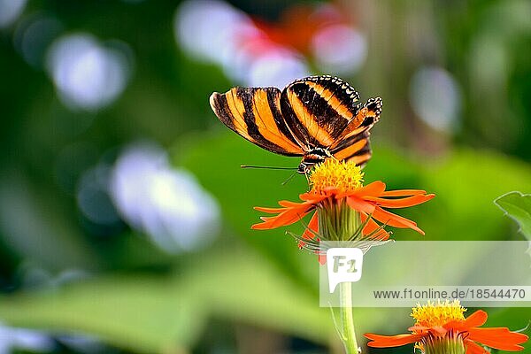 Orange Tiger (Dryadula phaetusa) Schmetterling