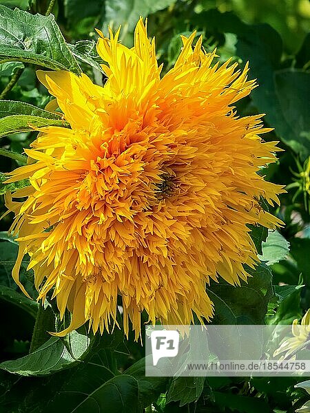 Kultivierte Hybird-Sonnenblume