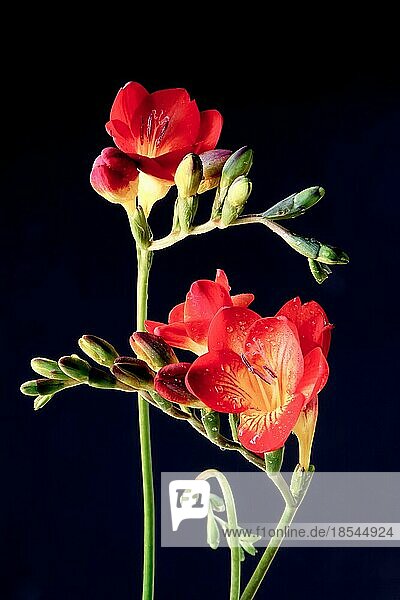 Nahaufnahme von roten und gelben Schwertliliengewächs (Iridaceae)