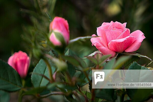 Rosa Miniatur-Rose in voller Blüte