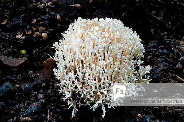 Weißer Korallenpilz  der in der Regenzeit in Thailand auf dem naßen Boden wächst