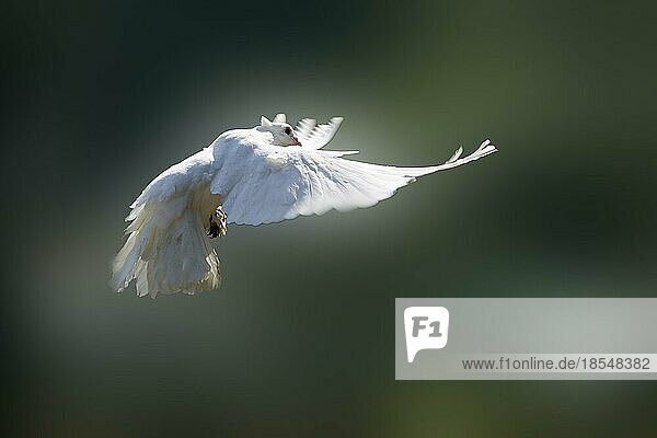 Weiße Taube  weiße Taube