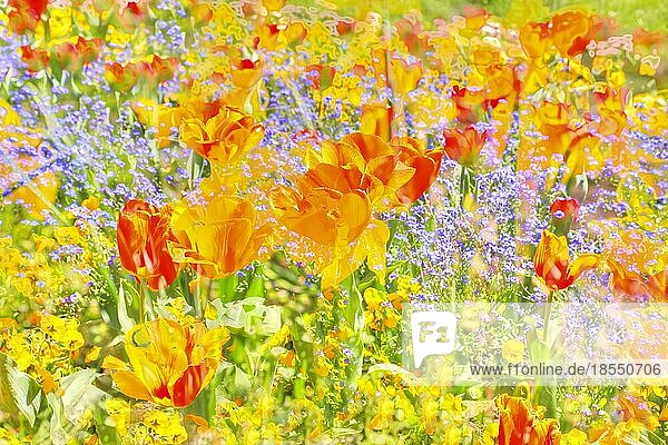Blumen kreativ  künstlerische Aufnahme  Tulpen (Tulipa)  gelbe Blüten verfremdet  Pflanzen  Blütenmix  all over  Deutschland  Europa