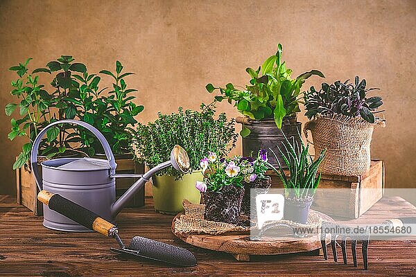 Pflanz und Gartenkonzept Kräuter  Setzlinge und Pflanzen  bereit zum Einpflanzen mit Gartengeräten
