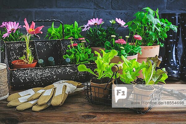Pflanz und Gartenarbeitskonzept Setzling und Pflanzen bereit zum Einpflanzen mit Gartengeräten
