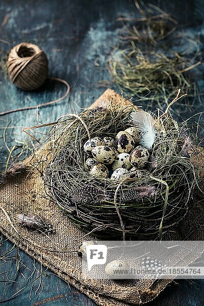 Nest mit Wachteleiern für Ostern und blühenden Zweigen auf schwarzem Hintergrund