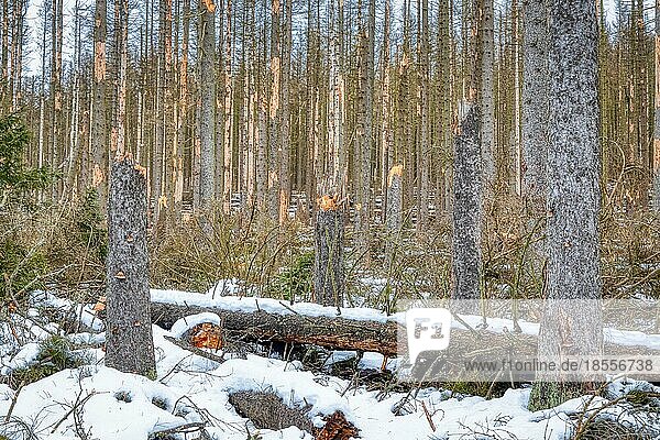 toter Wald im Nationalpark Harz
