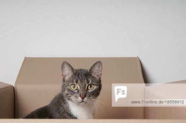 Getigerte Katze  die in einem Karton oder einer Pappschachtel sitzt