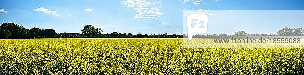 Panoramablick auf eine ländliche Landschaft mit gelbem Rapsfeld