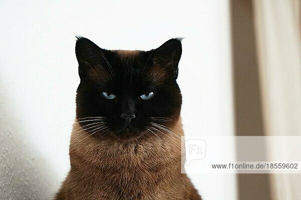 Wachsame Siamesische Katze mit zusammengekniffenen Augen und bedrohlichem Blick