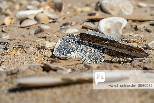 Muschelschalen liegen am Strand