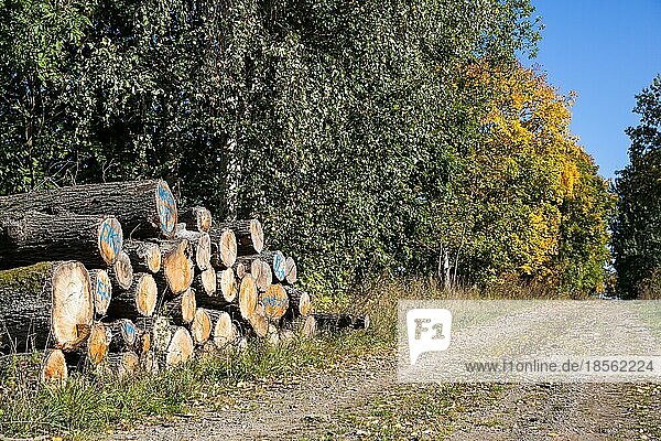 Waldweg mit Holzpolter im Herbst