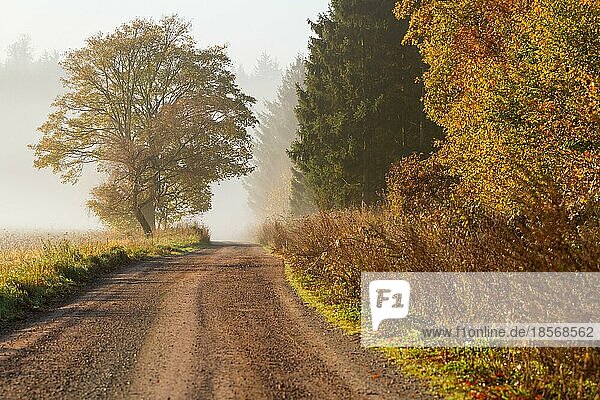Waldweg im Harz goldener Herbst mit Nebel