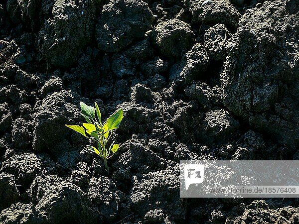Auf einem Acker wächst eine kleine Pflanze. Symbol für Kraft  Stärke und Wachstum