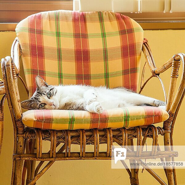 Schöne Katze  die auf einem eleganten Korbstuhl ruht  Tageslicht