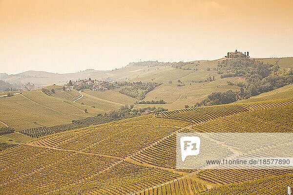 Die Toskana. Weinberg in der Mitte der berühmtesten Weinregion Italiens