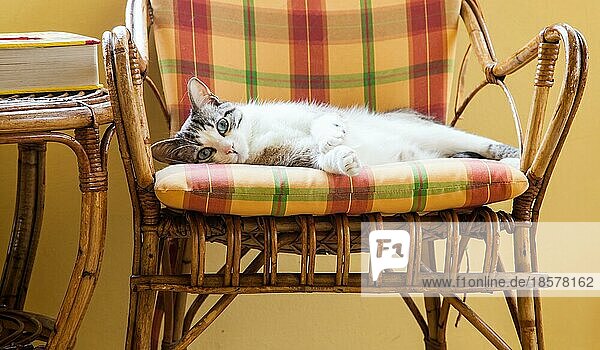 Schöne Katze  die auf einem eleganten Korbstuhl ruht  Tageslicht