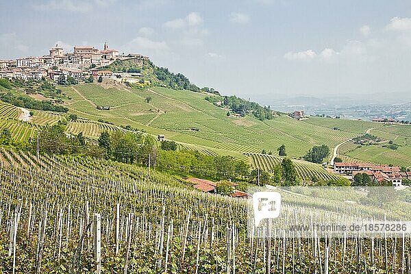 Die Toskana. Weinberg in der Mitte der berühmtesten Weinregion Italiens