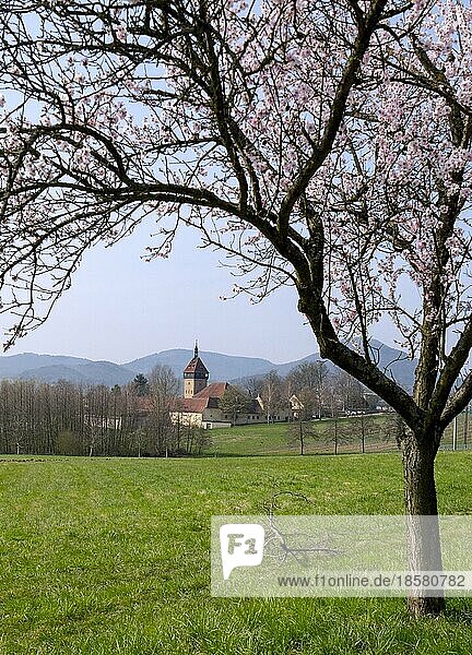 Mandelbaumblüte (Prunus dulcis) am Geilweilerhof