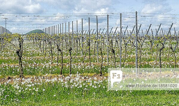 Pusteblumen (Taraxacum officinale)  zwischen frisch ausgetriebenen Weinreben  Deutsche Weinstraße  auch Südliche Weinstraße  Südpfalz  Pfalz  Rheinland-Pfalz  Deutschland  Europa